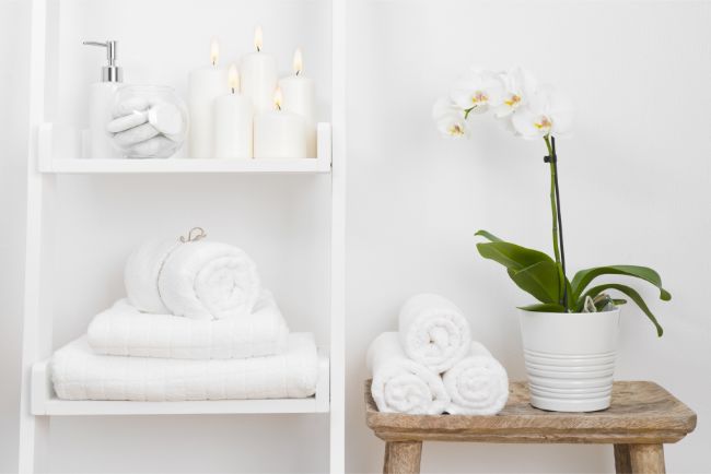 phalaenopsis orchid in bathroom