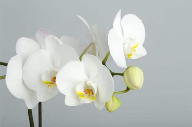 moth orchid phalaenopsis best houseplants for beginners