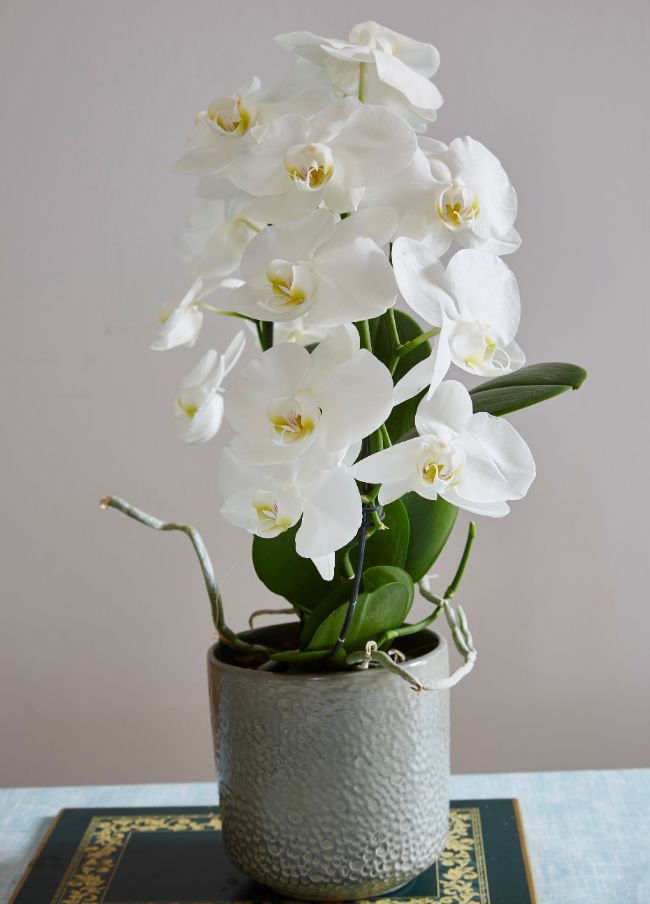 phalaenopsis orchid