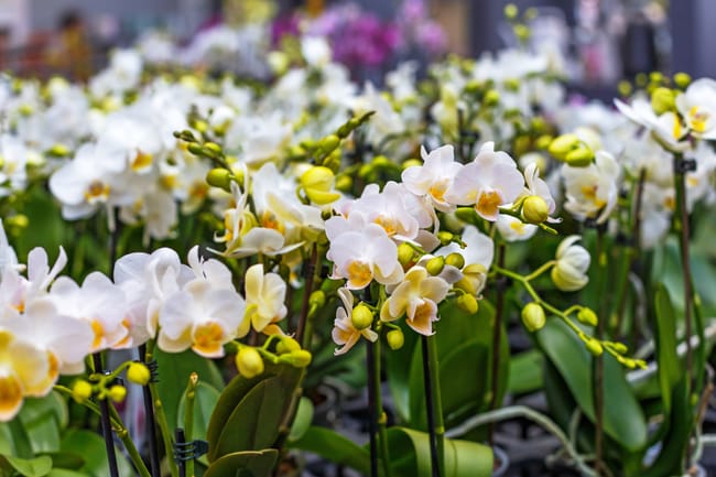 how to pick a phalaenopsis orchid at the store