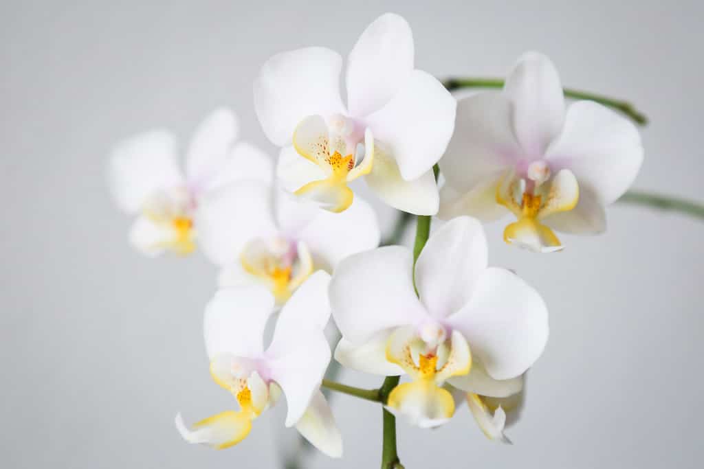 white phalaenopsis orchid