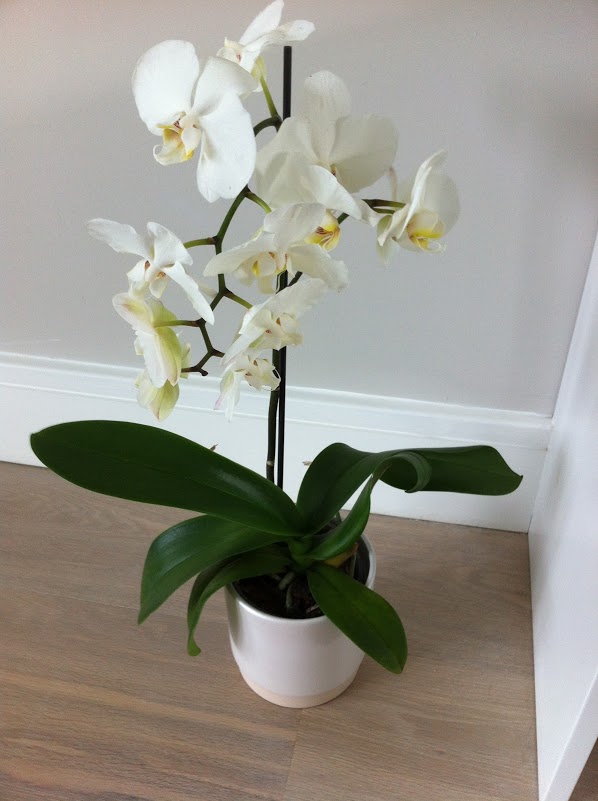 phalaenopsis orchid white