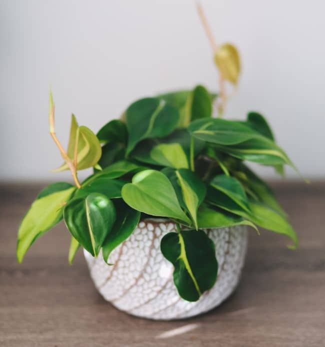 philodendron brasil care