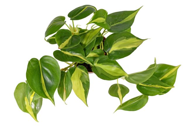 philodendron brasil care