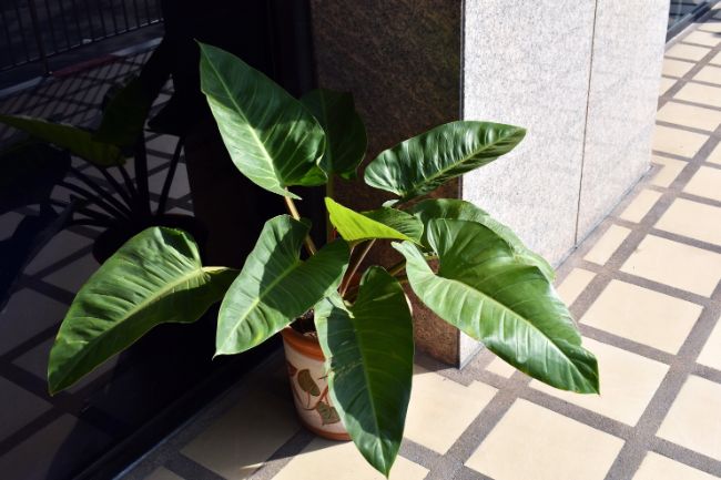 philodendron imperial green care