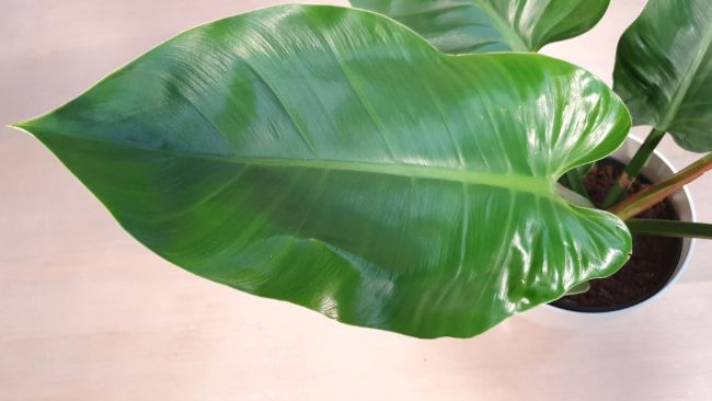 philodendron imperial green leaf