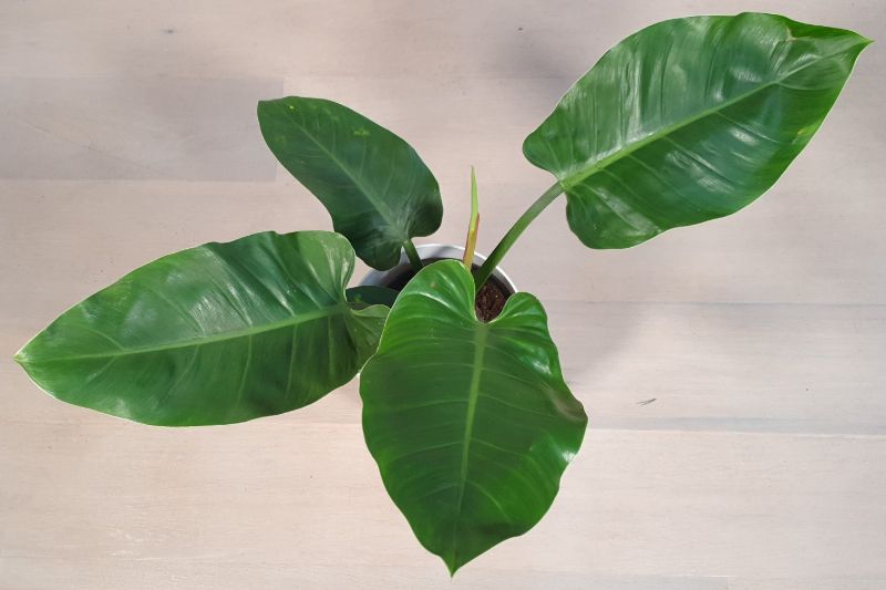 philodendron imperial green care