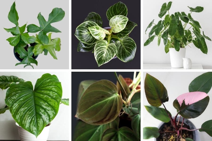 philodendron varieties