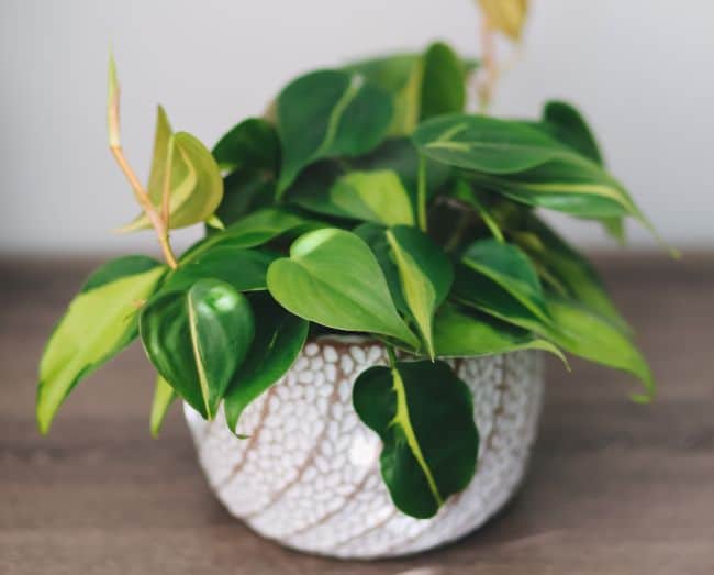 philodendron brasil