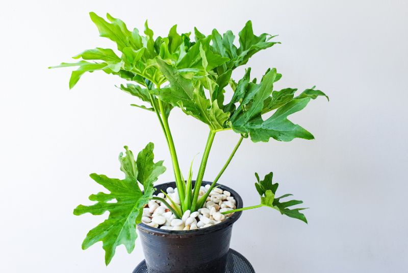 philodendron xanadu care