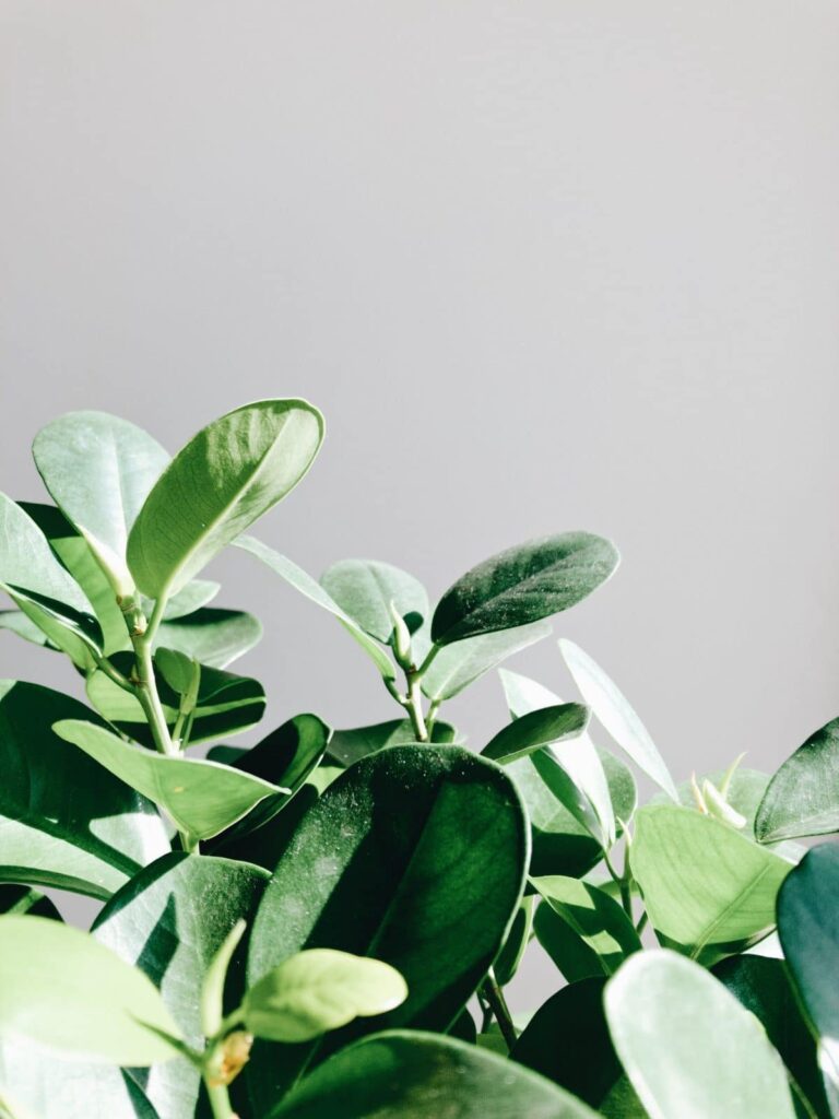 how do you clean indoor plant leaves