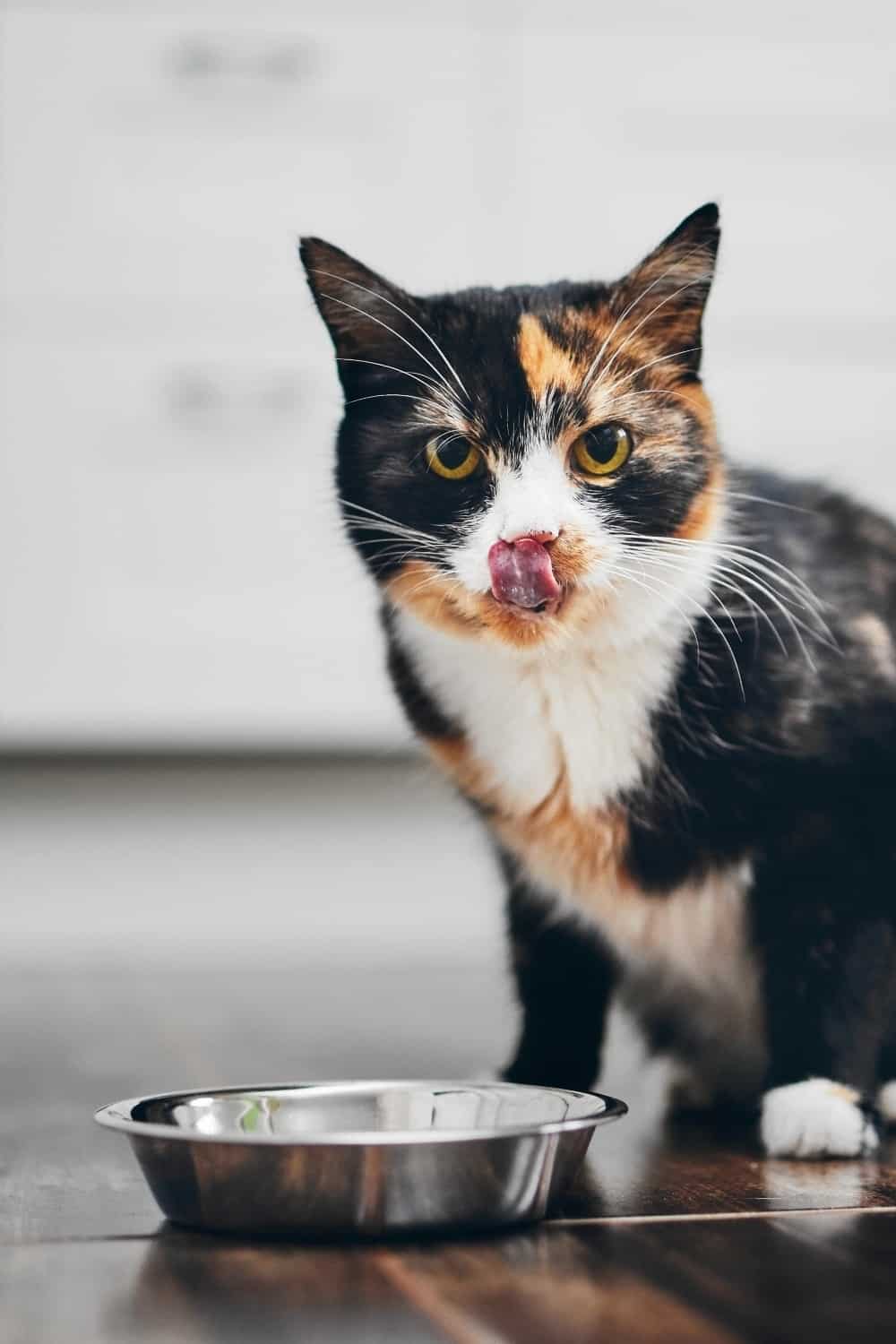 photo of a cat meowing