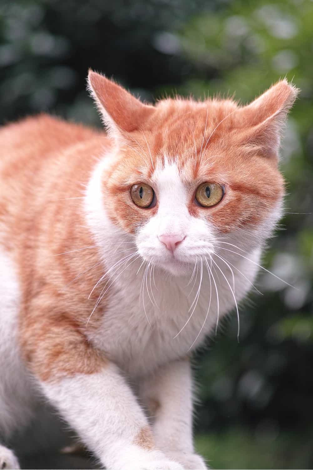 photo of a stressed cat