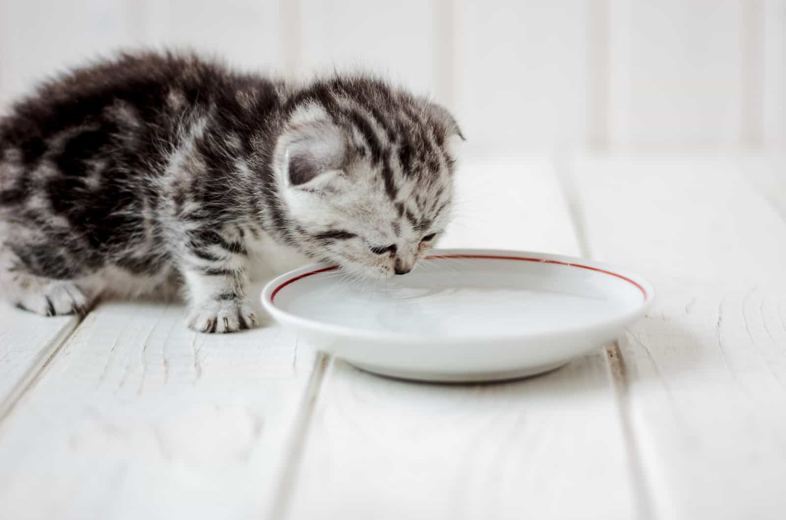 photo of a tiny kitten drinking water