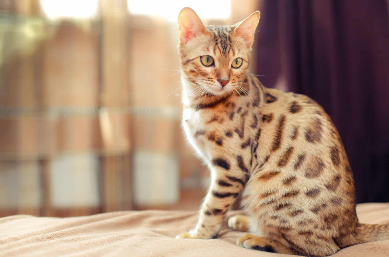 photo of bengal cat sitting on bed