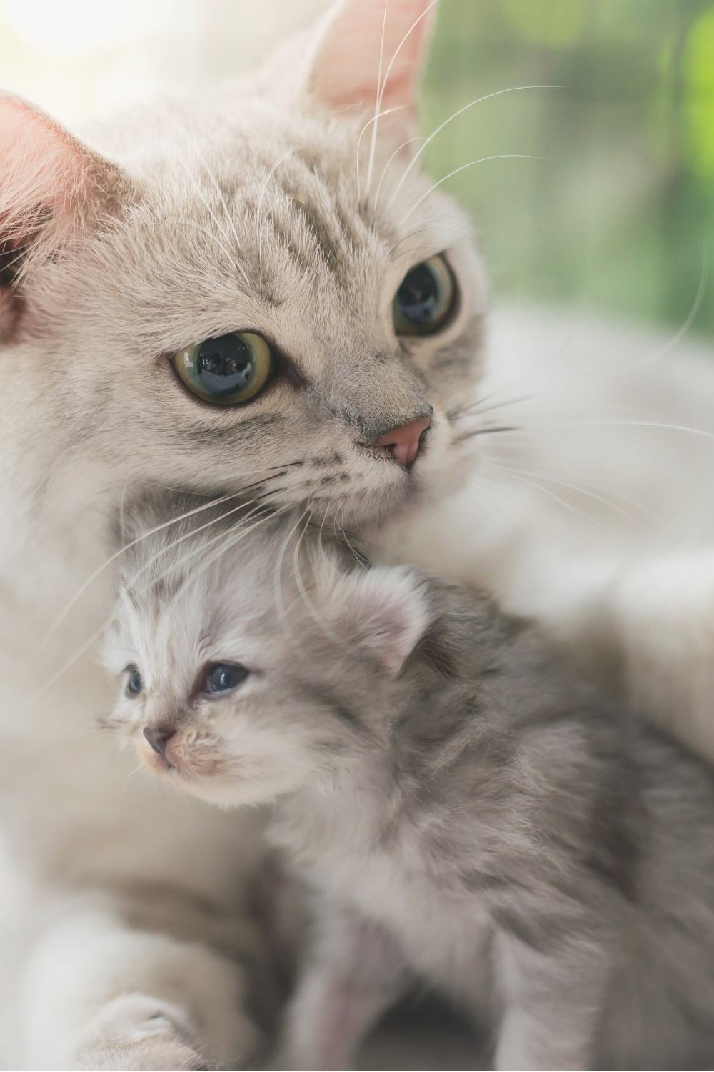 photo of cat and kitten