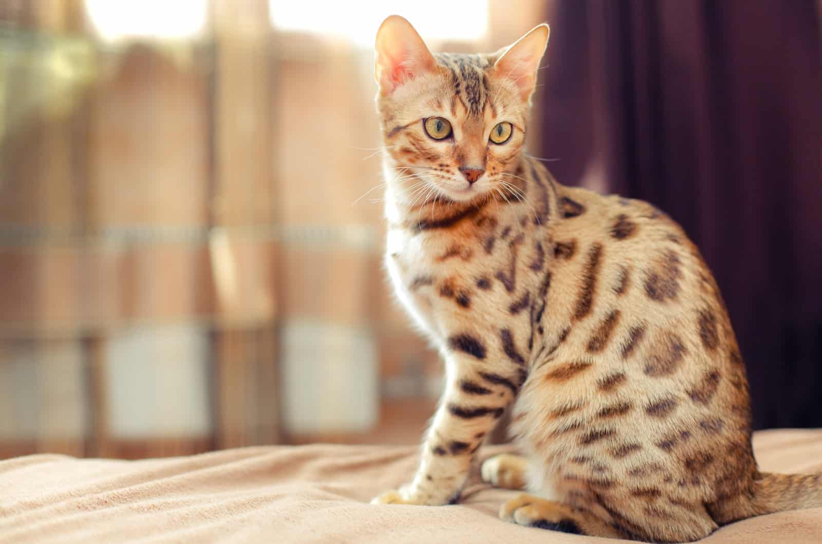 photo of cat sitting on bed