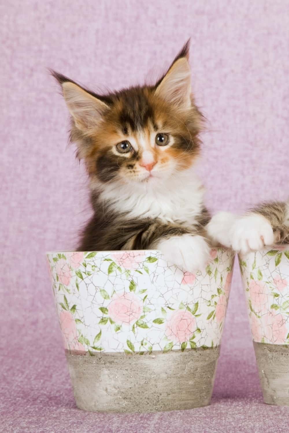 photo of maine coon kitten in a pot