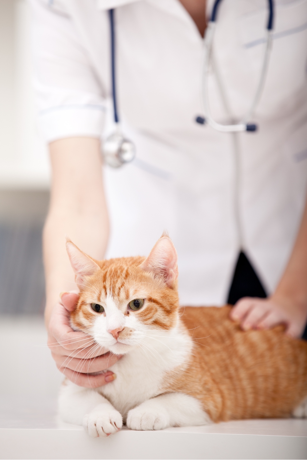 photo of poisoned cat at vet clinic