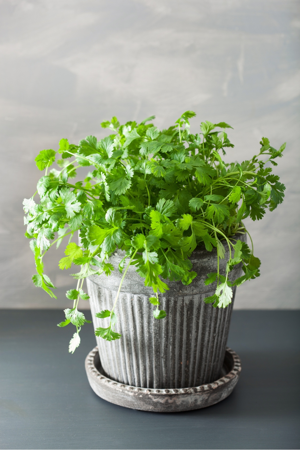 photo of potted cilantro