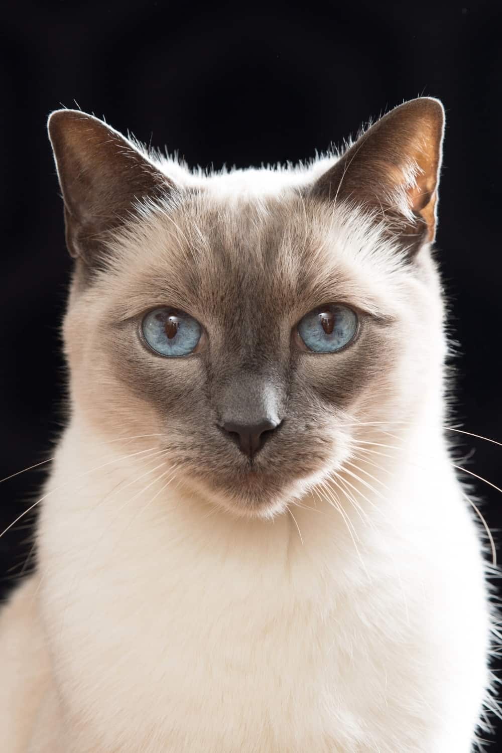 photo of siamese cat