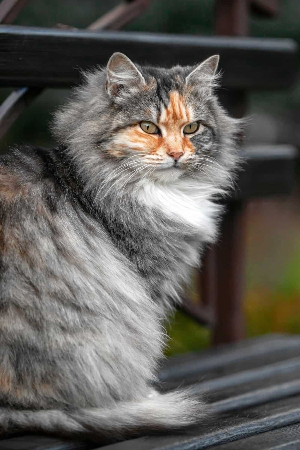 photo of siberian cat sitting