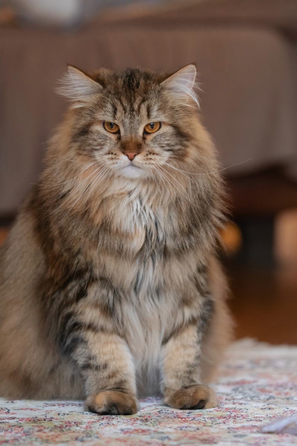 photo of siberian cat sitting