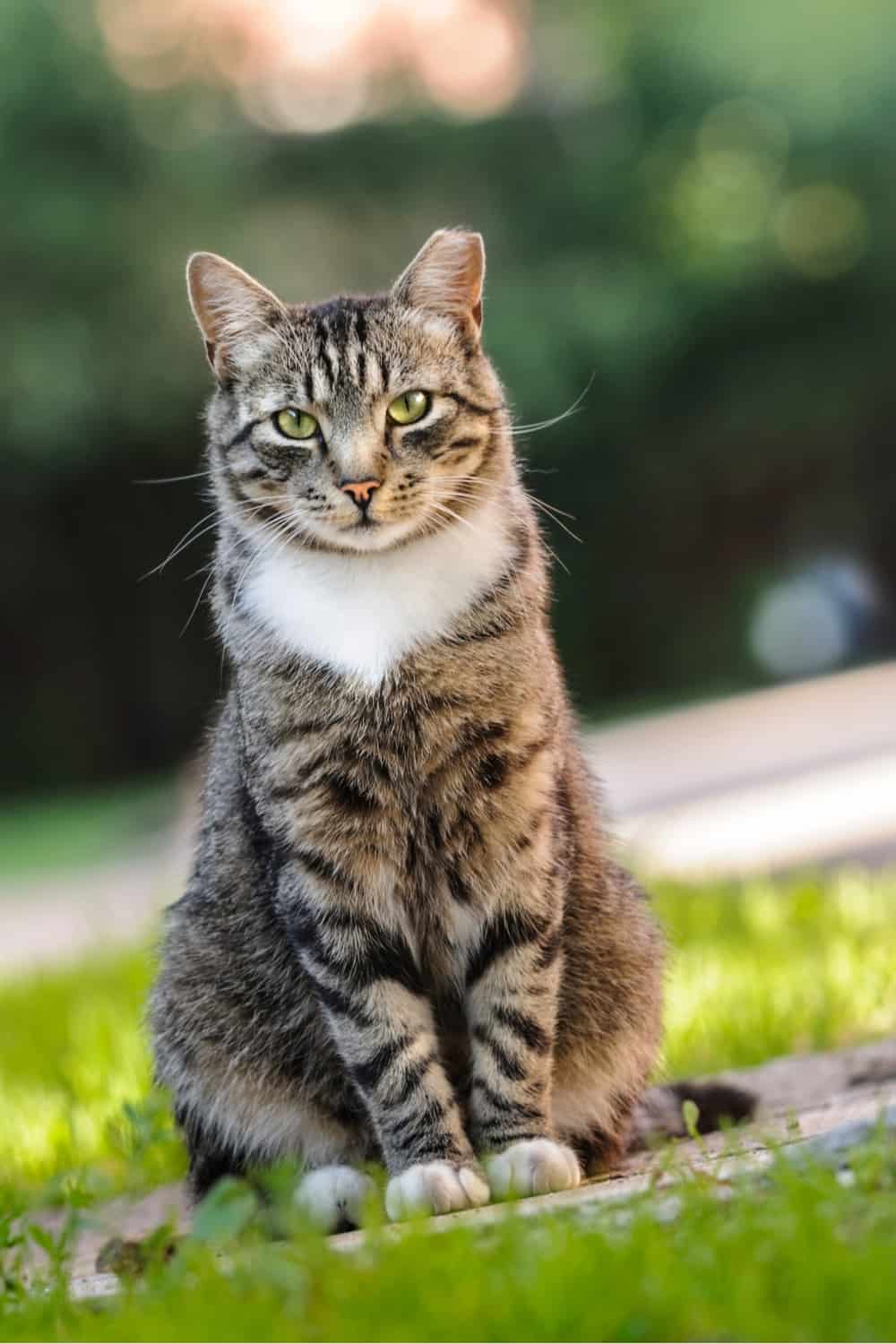 photo of tabby cat sitting on grass