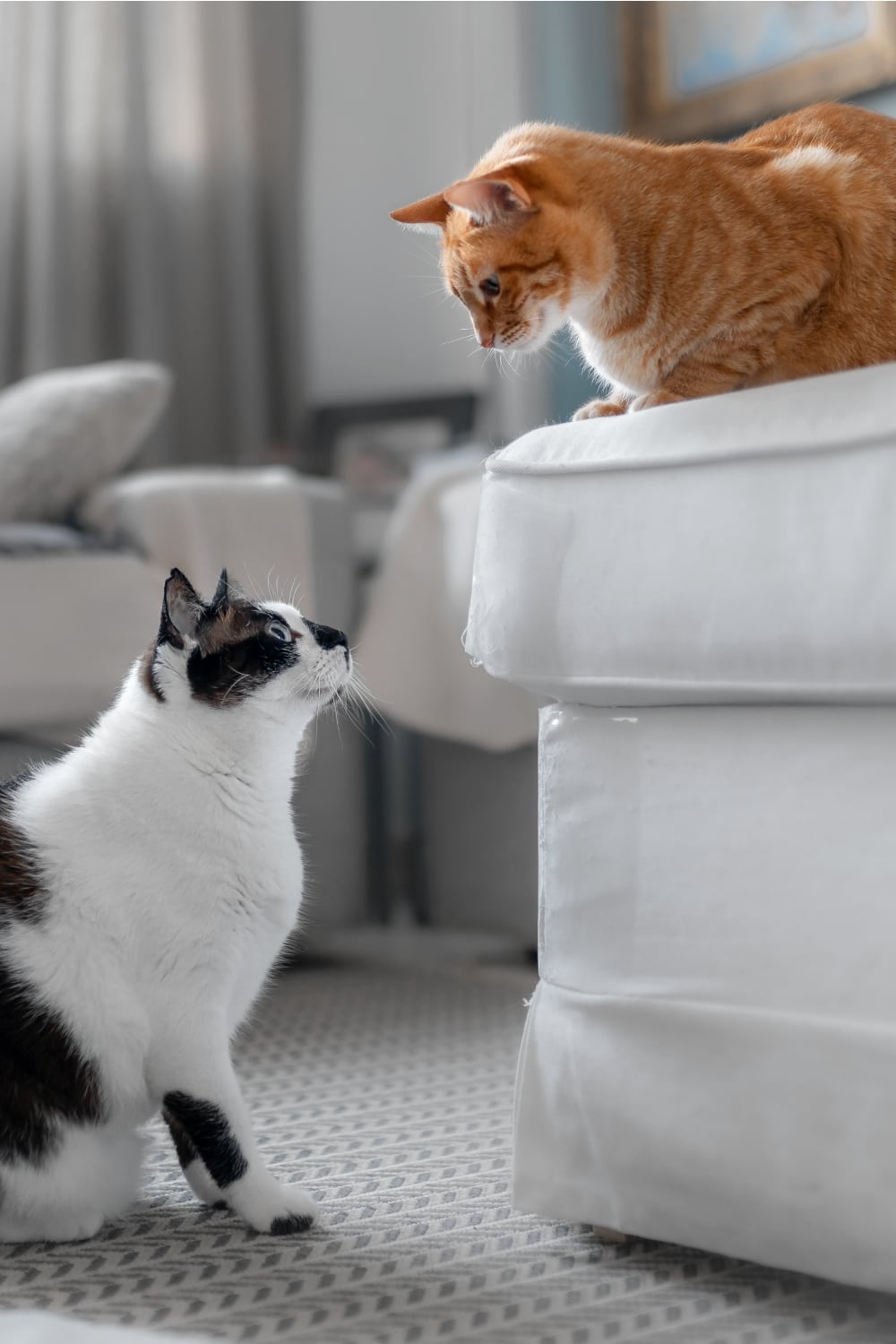 photo of two cats looking at each other