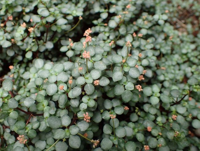 pilea glauca flowers