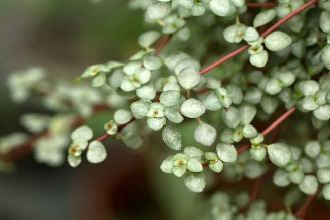 pilea glauca or pilea libanensis