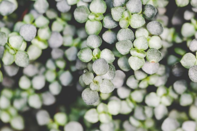 Pilea Glauca care