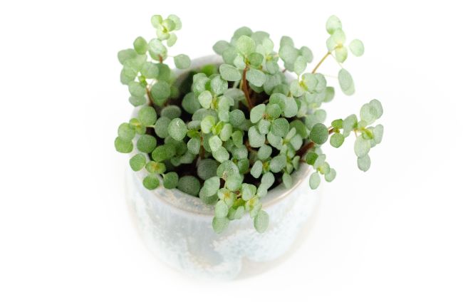 Pilea Silver Sparkle