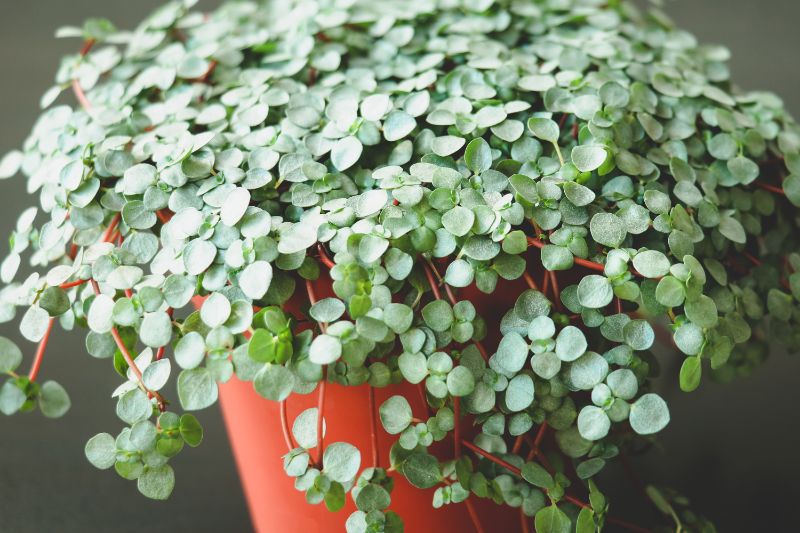 pilea glauca care