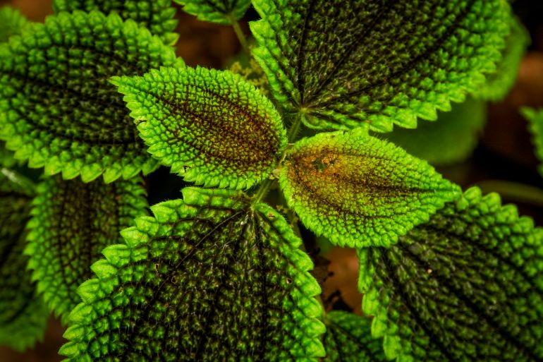 pilea involucrata care friendship plant