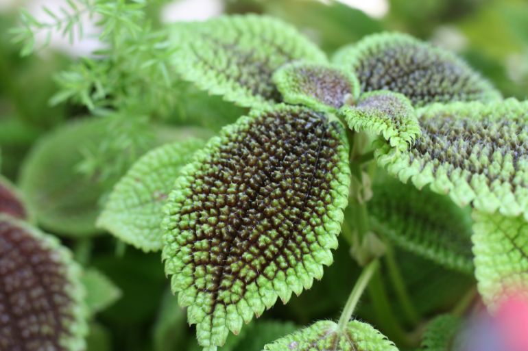 pilea involucrata care friendship plant