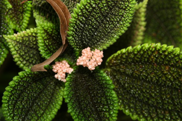 pilea involucrata flowers friendship plant