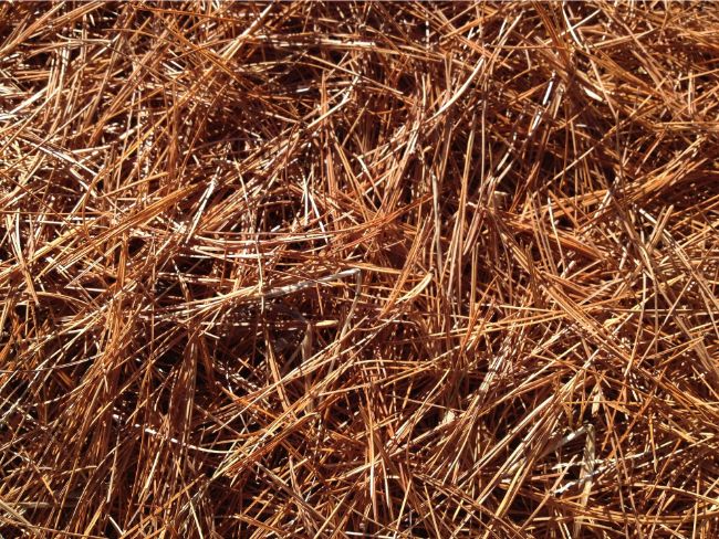 pine needles alternatives to peat moss