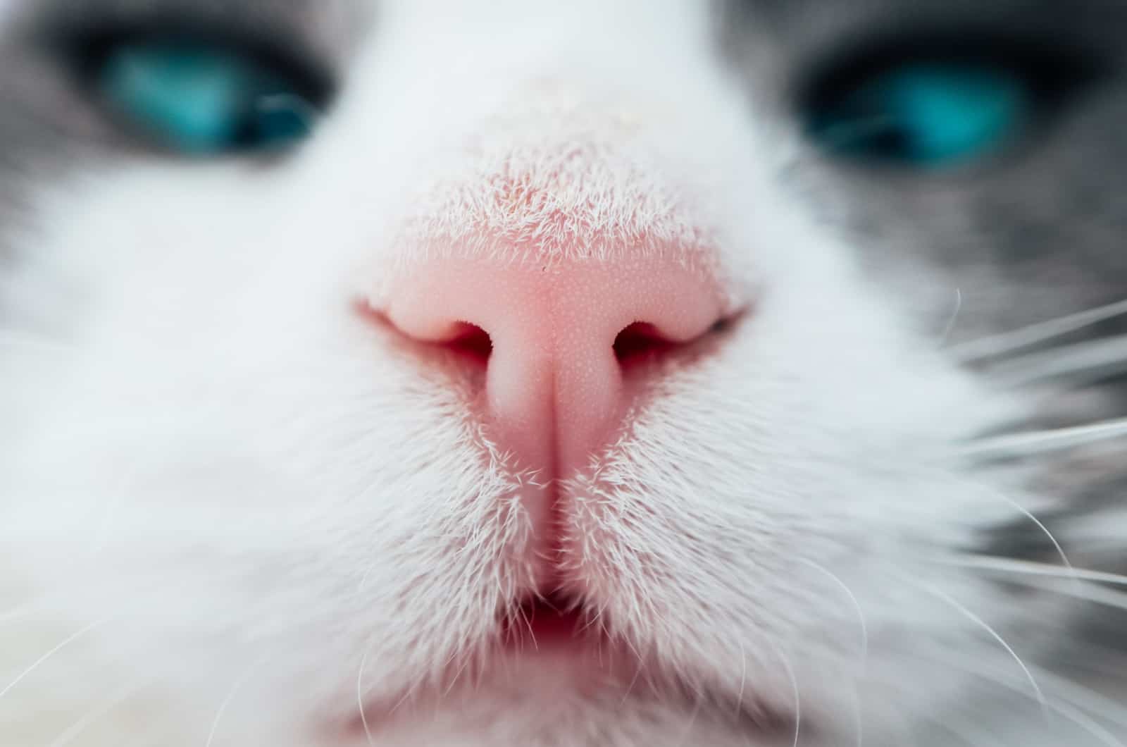 pink cat nose