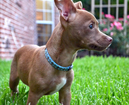 pitbull chihuahua mix #2