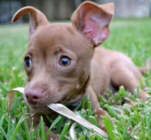 Pitbull Chihuahua Mix