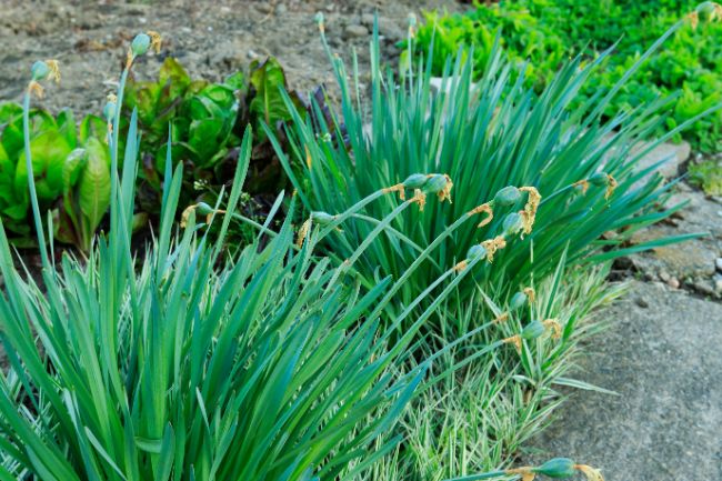 plant dormancy