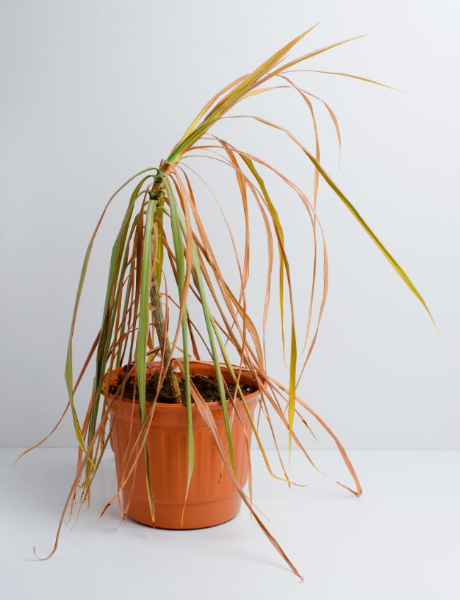 dracaena marginata wilting after repotting