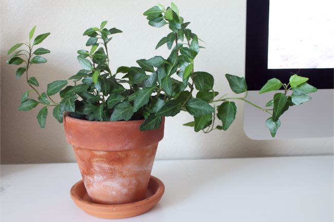 terracotta pots for plants