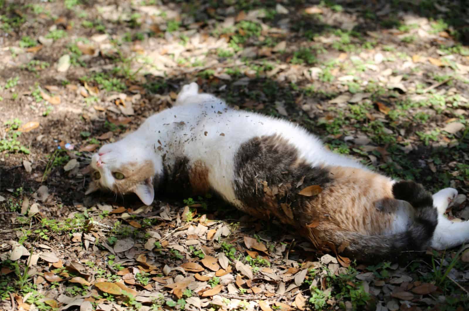 playful cat rolling outdoor in the dirt