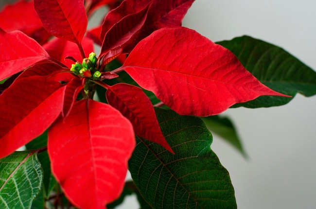 poinsettia plant care