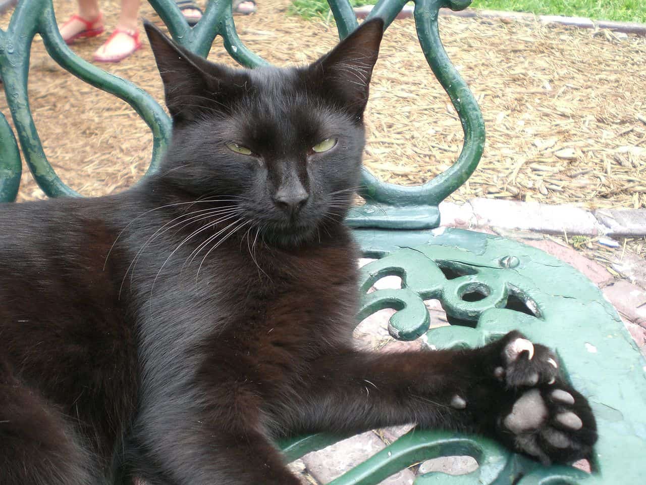 polydactyl cat with long nails