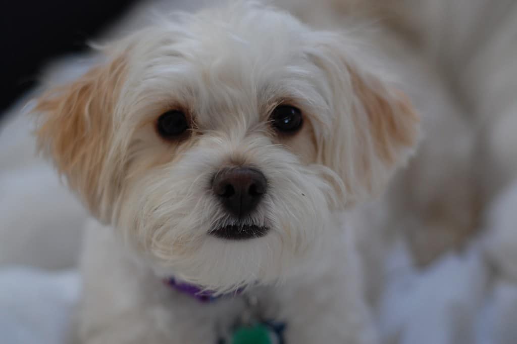 Pomeranian Poodle Mix