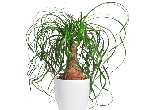 ponytail palm beaucarnea recurvata best easy care indoor plants