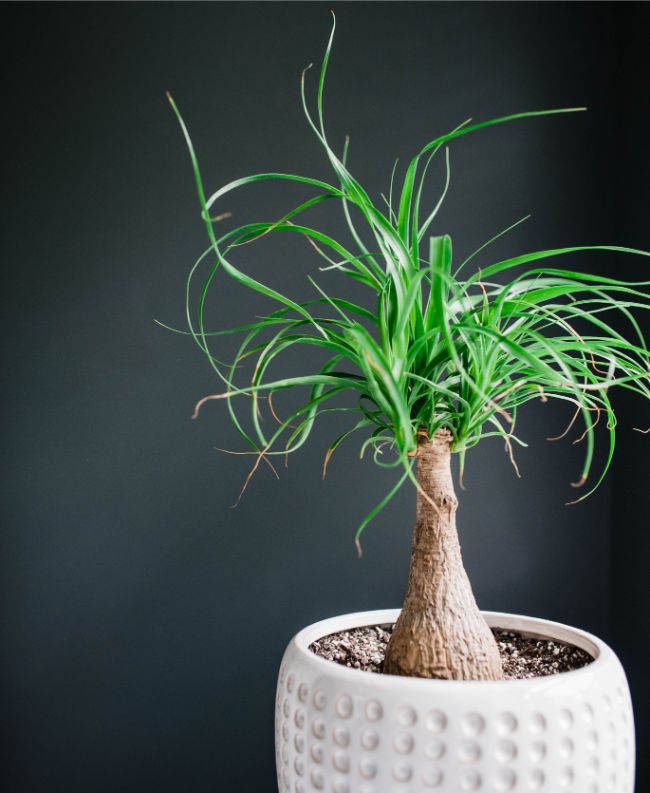 ponytail palm brown tips